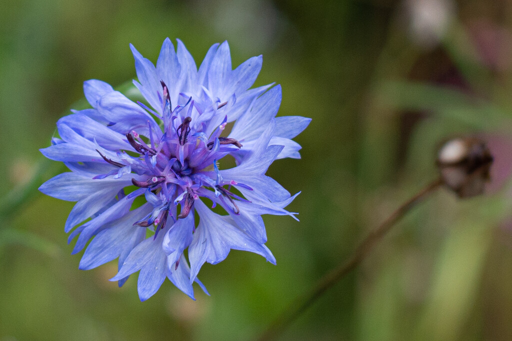 Blue Cornflower... by thewatersphotos