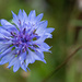 Blue Cornflower... by thewatersphotos