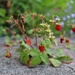 Wild strawberries  by okvalle
