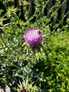 26th Jun 2021 - Bee on a Thistle