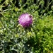 Bee on a Thistle by kimmer50