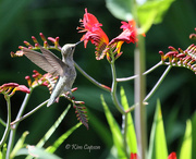 5th Jul 2021 - Thirsty Hummingbird