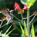 Thirsty Hummingbird by kimmer50