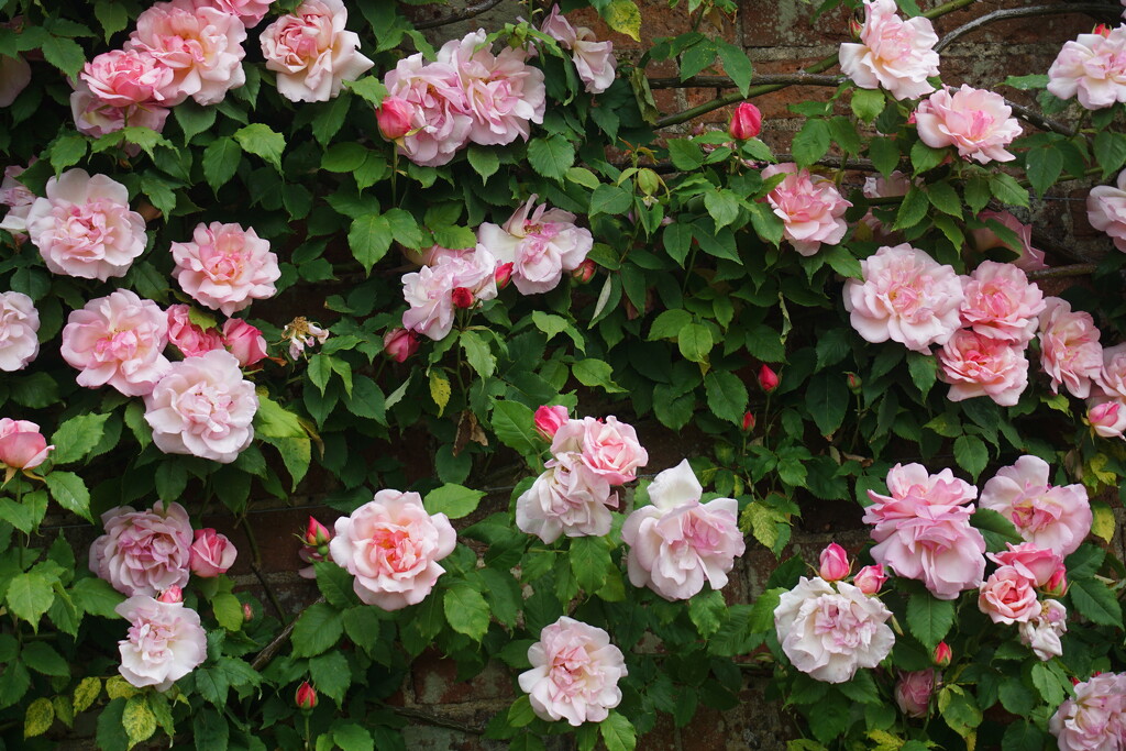 roses in the walled garden by quietpurplehaze
