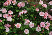 9th Jul 2021 - roses in the walled garden