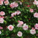 roses in the walled garden by quietpurplehaze