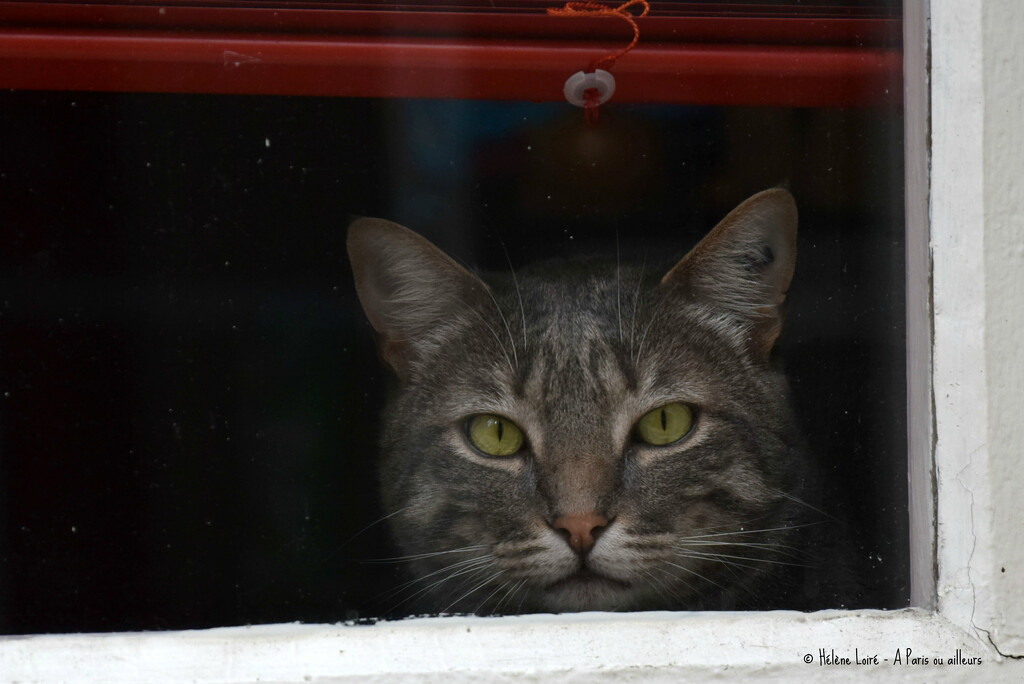 cat behind a window by parisouailleurs