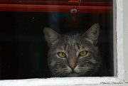9th Jul 2021 - cat behind a window