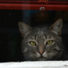 cat behind a window by parisouailleurs
