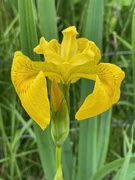 8th Jul 2021 - Yellow flag iris