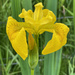 Yellow flag iris by 365projectmaxine