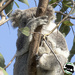 I'm a scrunchie! by koalagardens