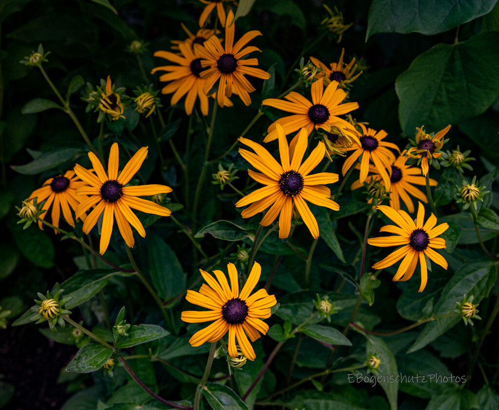 Black-Eyed-Susans by theredcamera