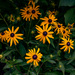 Black-Eyed-Susans by theredcamera