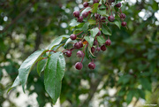 7th Jul 2021 - Crabapples