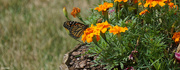 8th Jul 2021 - Painted Lady