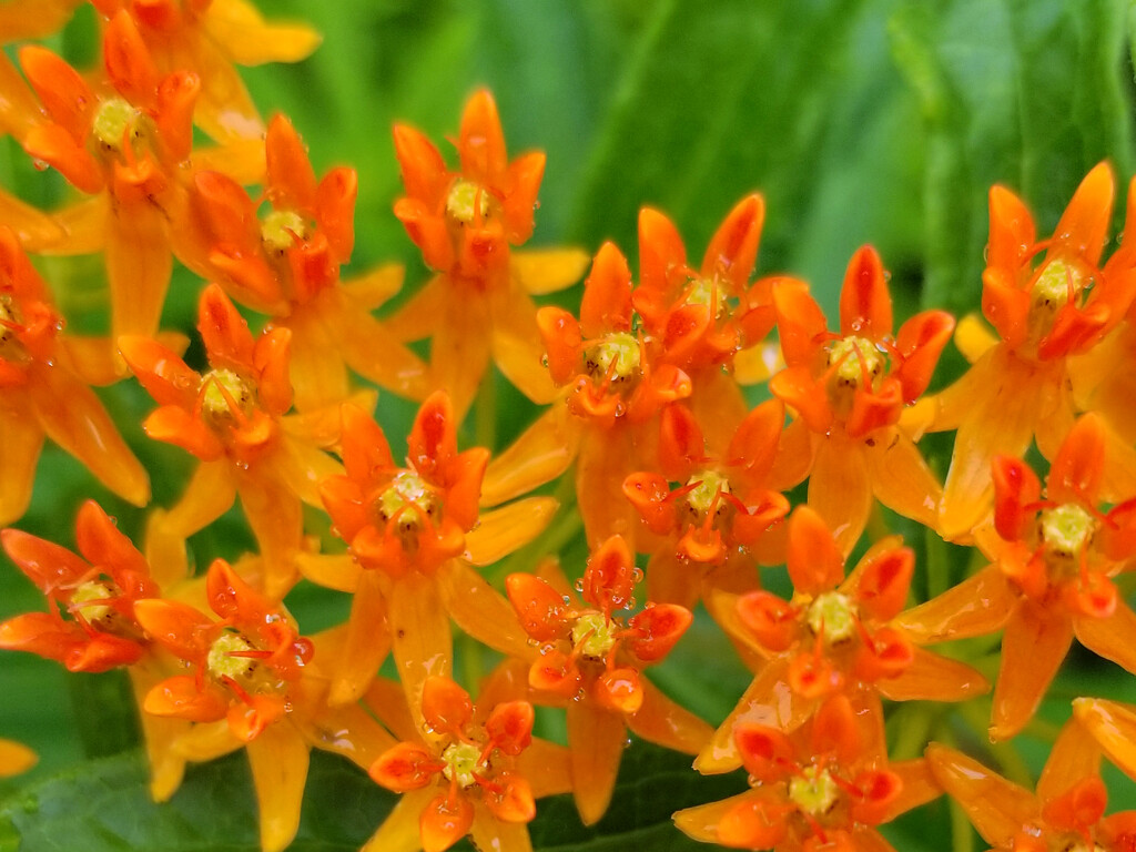 Butterfly Weed by ljmanning