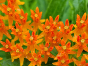 8th Jul 2021 - Butterfly Weed