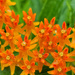 Butterfly Weed by ljmanning