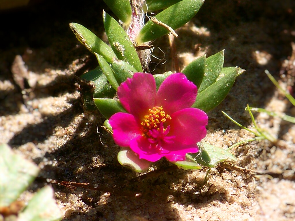My 6th wildflower find of summer... by marlboromaam