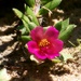 My 6th wildflower find of summer... by marlboromaam