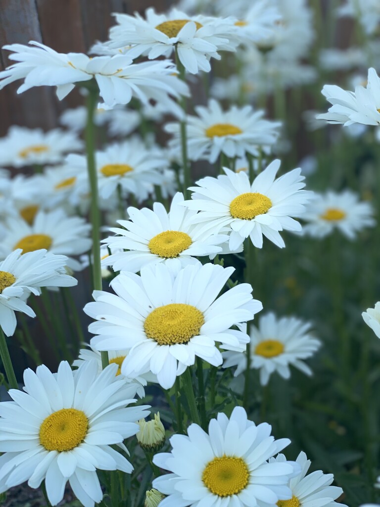 Daisies by clay88