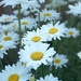 Daisies by clay88