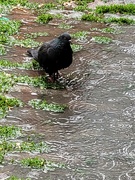 8th Jul 2021 - Pigeon in a Puddle