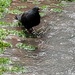 Pigeon in a Puddle by 365projectorgheatherb