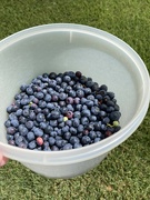 3rd Jul 2021 - picking blueberries 