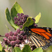 Butterfly beauty by flyrobin