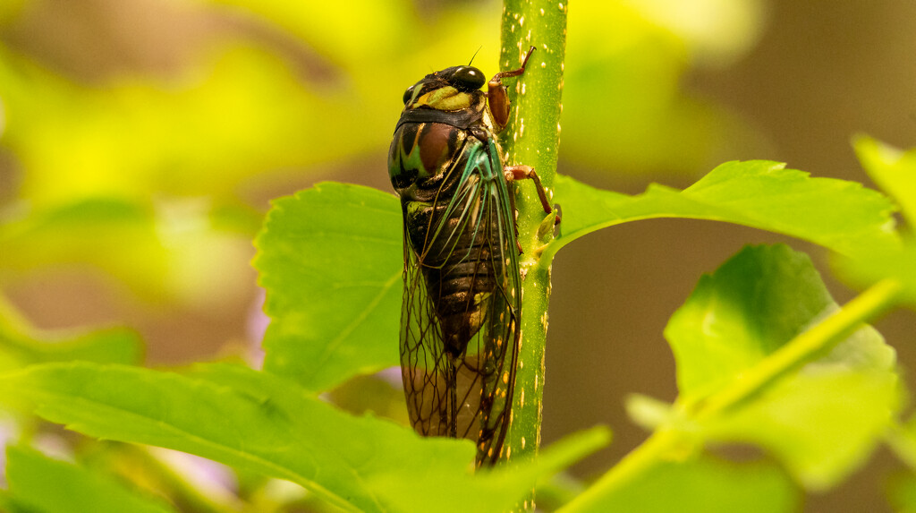 Cicada Hanging Out! by rickster549