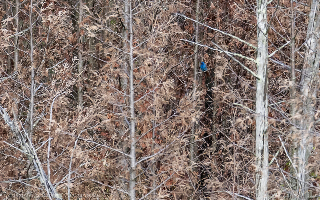 Can You Spot the Indigo Blue Bunting? by taffy