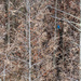 Can You Spot the Indigo Blue Bunting? by taffy