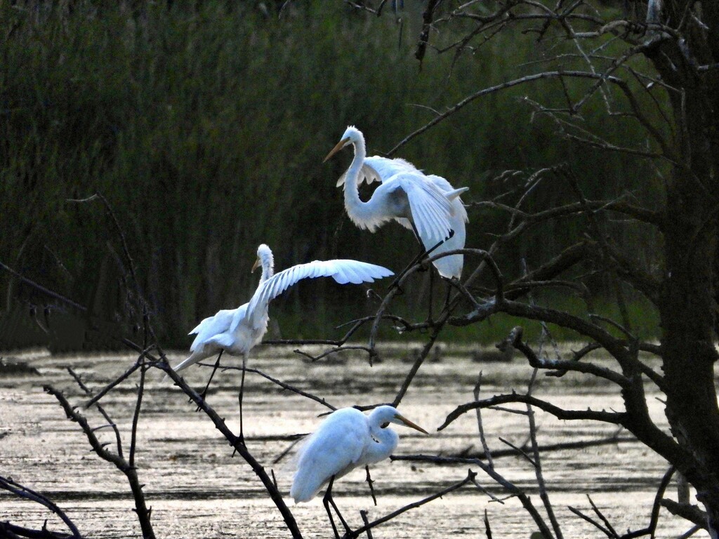 a flurry of egrets by amyk
