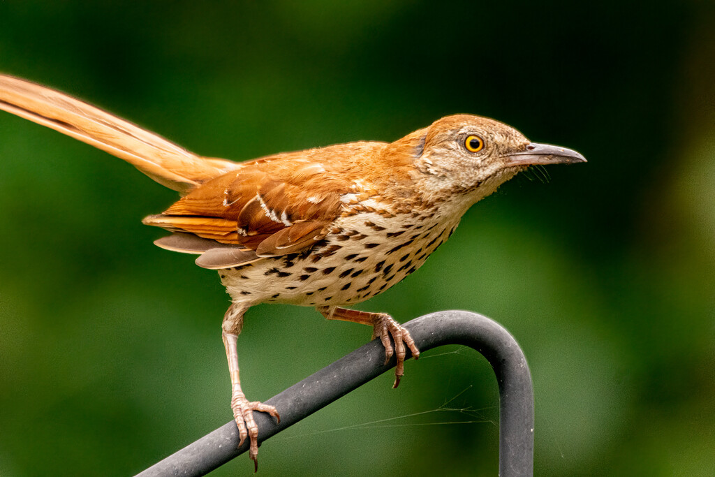 Brown bird by jeffjones