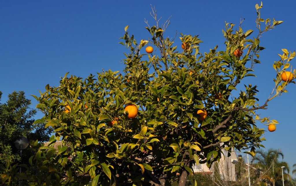 Orange tree by philbacon