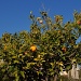 Orange tree by philbacon