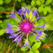 Cornflower by lifeat60degrees