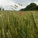 Summer... Poppy that certainly 'pops' by 365projectorgjoworboys