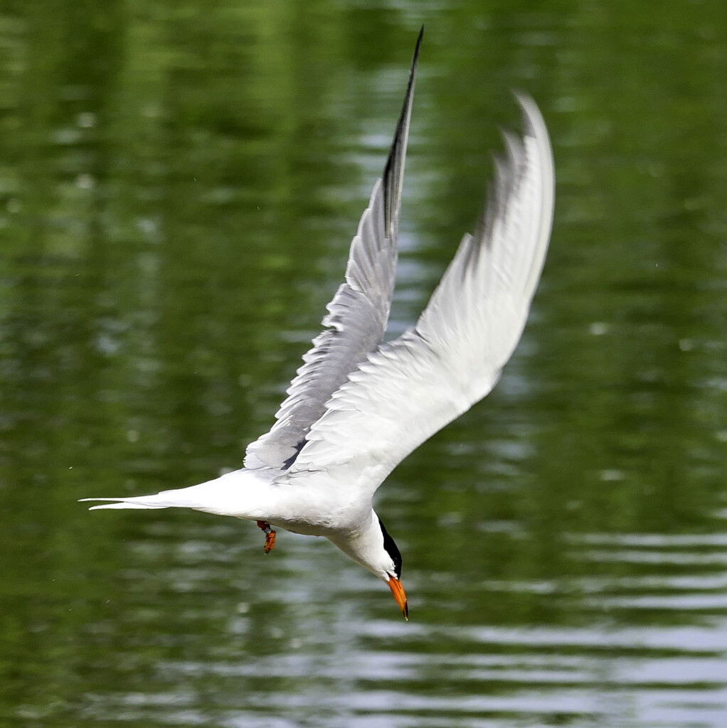 Tern in flight by tonygig
