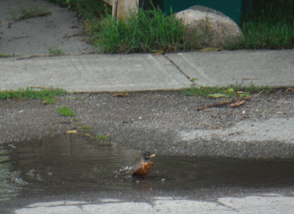 Bird #1: Robin Taking a Bath by spanishliz
