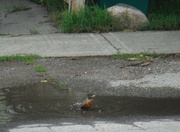 9th Jul 2021 - Bird #1: Robin Taking a Bath