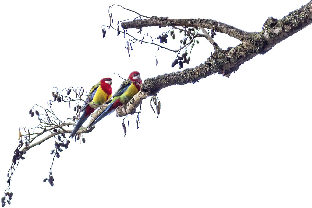 Eastern Rosella Parakeets by nickspicsnz