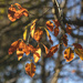 Still Some Autumn Colour by nickspicsnz