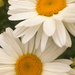 garden daisies by cam365pix