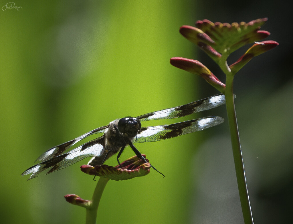 Dragonfly with Torn Wing Enjoying the Lucifer  by jgpittenger