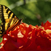 Swallowtail On Rose  by jgpittenger