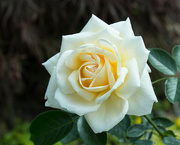 9th Jul 2021 - Rescued rose