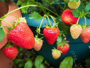 2nd Jul 2021 - Strawberries